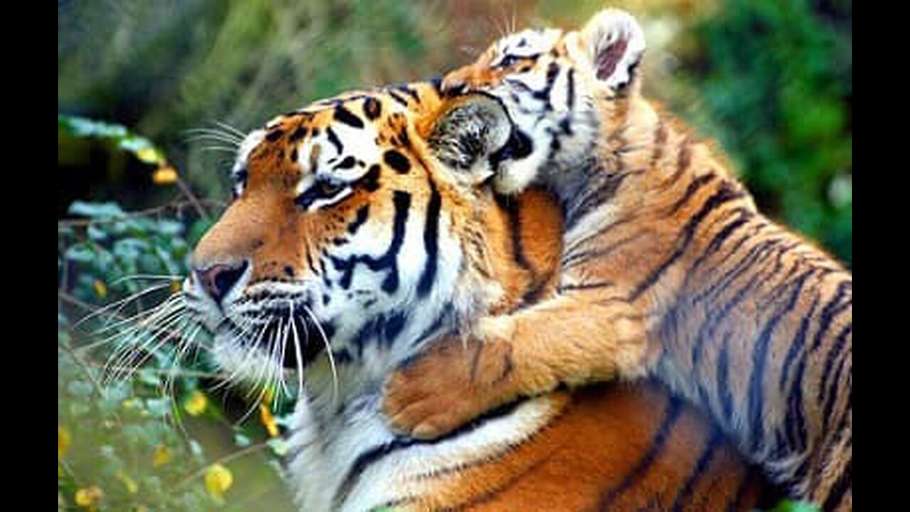 Machli la Reina de los tigres