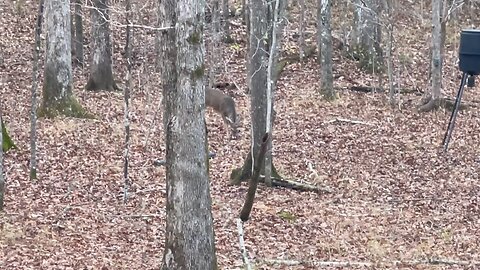 Wahuhi Hunts - Bow Field - Dec. 8, 2025