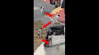 Encuentran a un perro con habilidades de vendedor