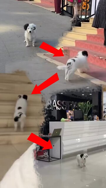 Encuentran a un perro con habilidades de vendedor