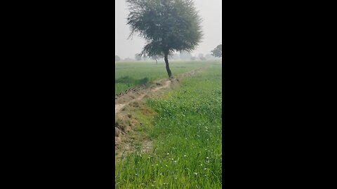 morning view of wheatcrops in Pakistan