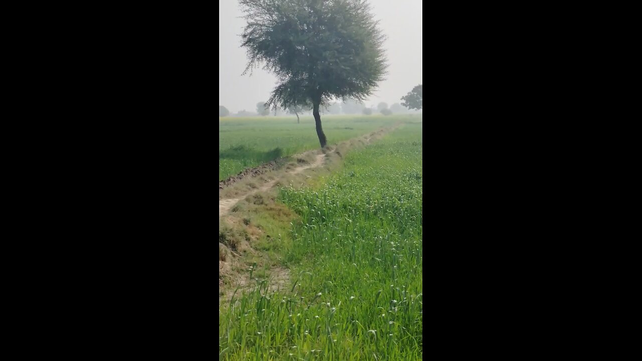 morning view of wheatcrops in Pakistan