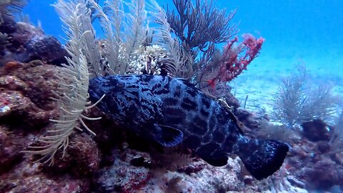 Scuba diver meets goliath grouper close up on the coral reef