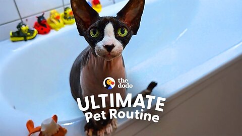 Cat Loves Taking Bubble Baths And Splashing The Water | The Dodo