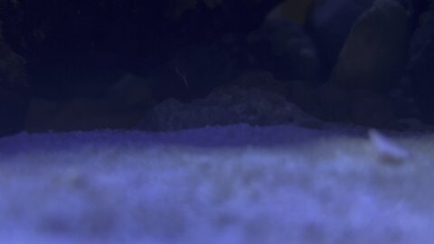 Peppermint Shrimp in 4K