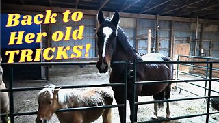 I CAN'T Believe Our HORSE Did THIS!