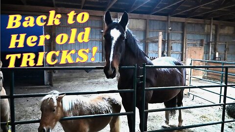 I CAN'T Believe Our HORSE Did THIS!