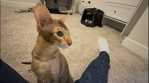 Can’t ignore the purr