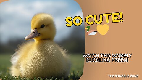 CUTE BABY DUCKLING TRYING TO PREEN 🦆💛 | Fluffy Duckling Wobbles Around