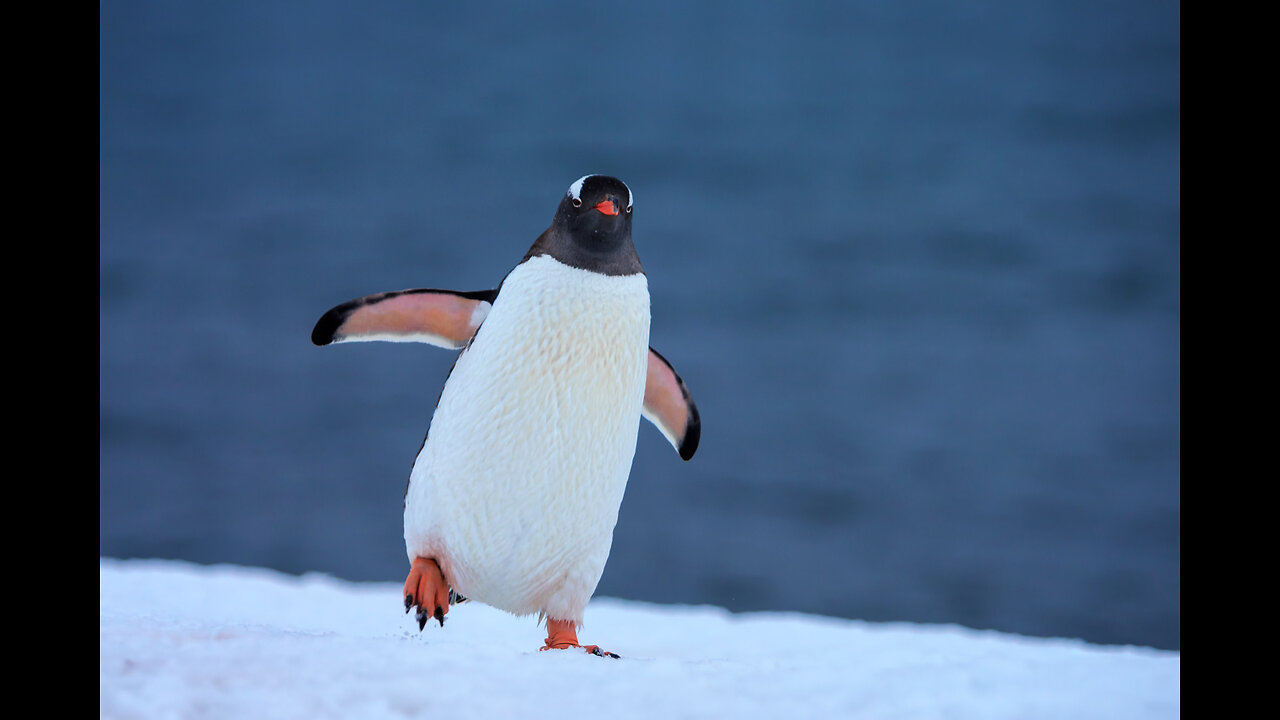 Why Do Penguins Waddle ? It's All Science & Cute Too !