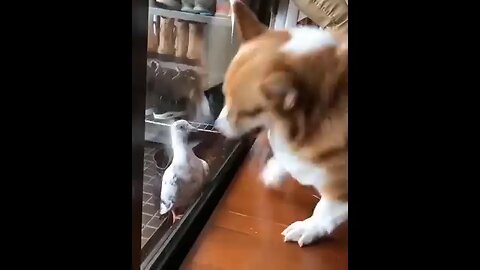 funny dog video