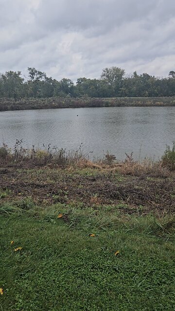 Cormorants on Green Lake