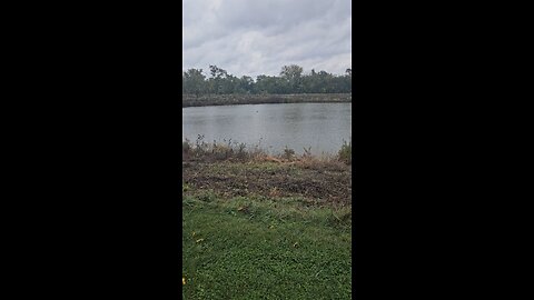 Cormorants on Green Lake