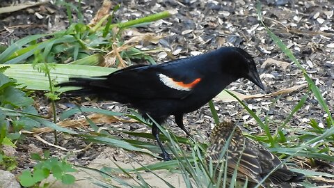 Red-Winged Blackbird Frantically Saves Young from Hawk