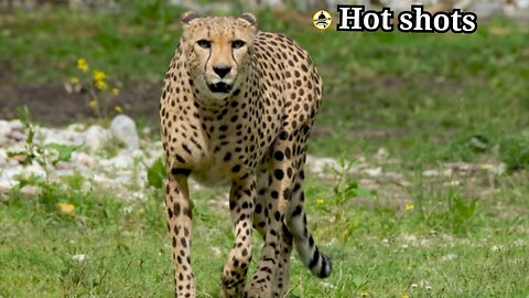 Cheetahs thrive in dry climates