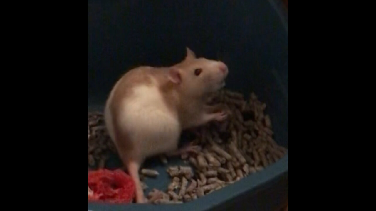 Enid thinks why munch anywhere else when you have a litter box