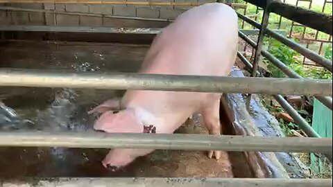 pig farming