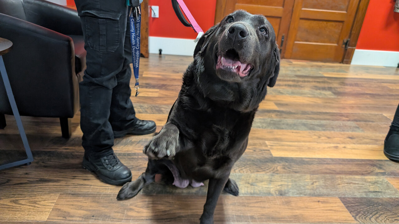 Pet of the Week: Sicily at Whiteside County Animal Adoption Center