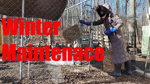Chicken Area Care over Winter