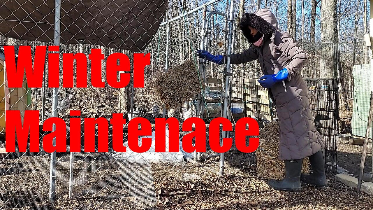 Chicken Area Care over Winter
