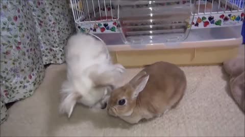 Cute bunnies