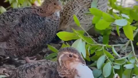 Quails instead of chickens?