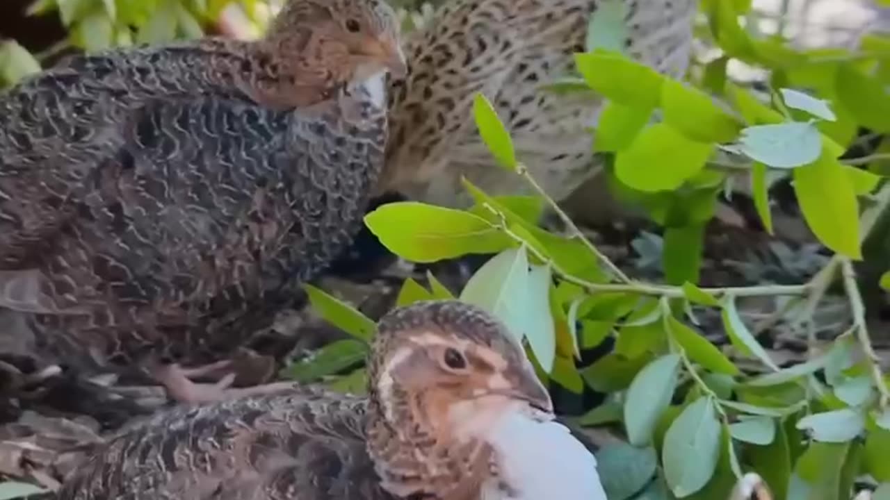 Quails instead of chickens?