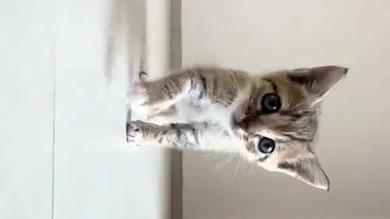 I think this is the quickest I've seen someone accept their fate with a stray😂