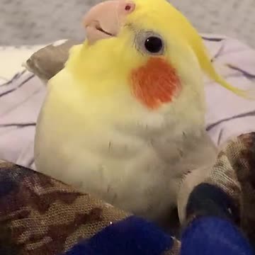 DnB Birb