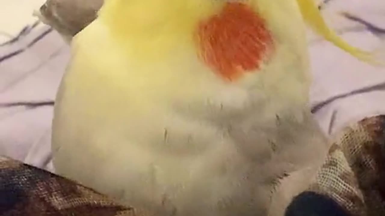 DnB Birb