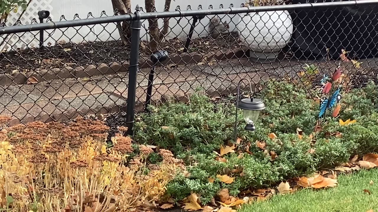 Squirrel eating
