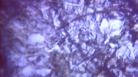 Film No. 7017 - Film No. 7017 - gov.archives.li.255.s.7017