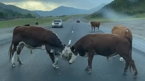 A common situation on the roads of Altai.