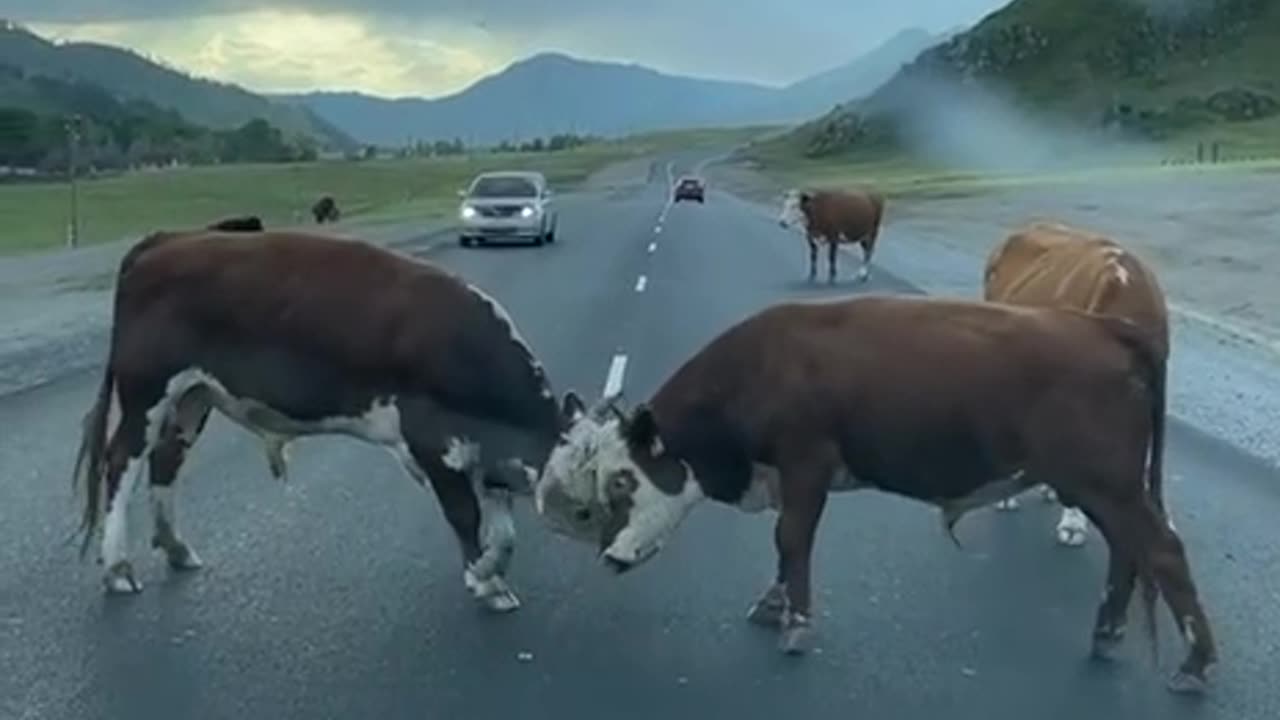 A common situation on the roads of Altai.