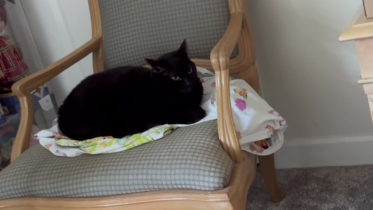 Cute Precious Piper Looks Majestic - Adopting a Cat from a Shelter Vlog