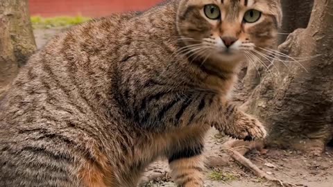 Cat funny video