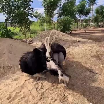 Showing off dancing skills