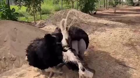 Showing off dancing skills