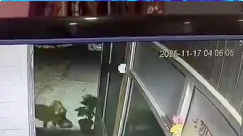 Uttarakhand – Leopard enters Nainital police station and takes away a dog