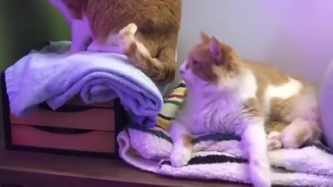 funny cat video