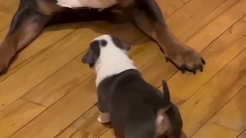 Woe Day 83. I am in the ark. Waiting for GOD to open the Door for a spring/summer Pentecost rapture