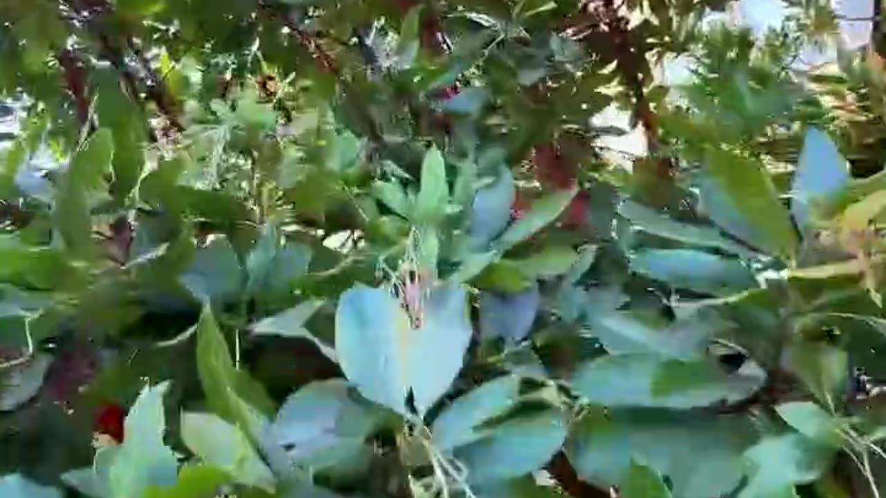 Strawberry trees, I want one of them