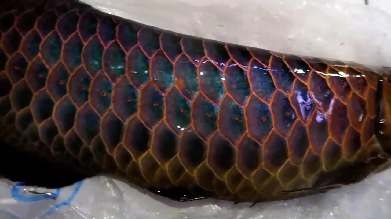 【龍爵士】夢幻 極上藍底