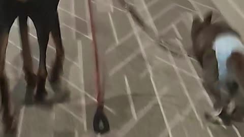 Dog Walking a Wallaby