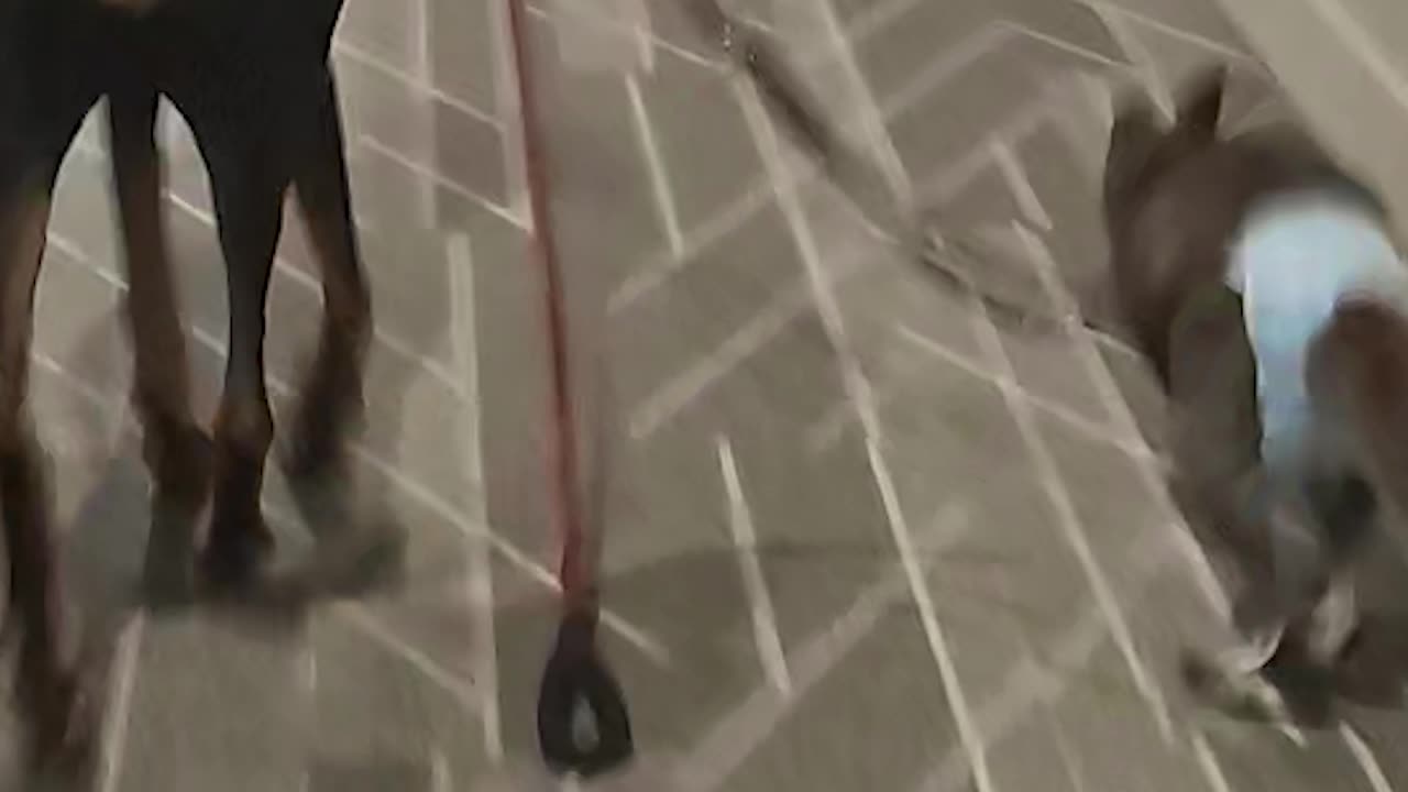 Dog Walking a Wallaby
