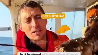 The Touching Moment Fishermen Save a Pregnant Lobster – A Heartwarming Rescue!