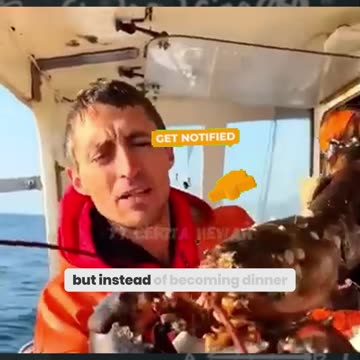 The Touching Moment Fishermen Save a Pregnant Lobster – A Heartwarming Rescue!