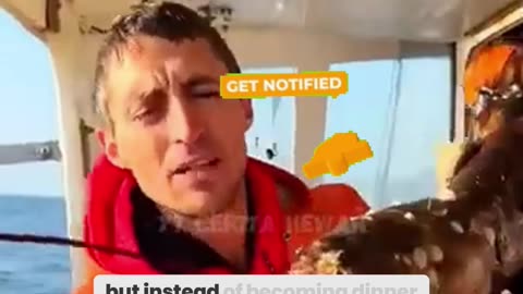 The Touching Moment Fishermen Save a Pregnant Lobster – A Heartwarming Rescue!