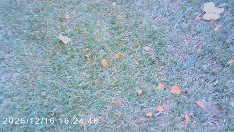 Foxaotic Vlogs S1 Ep.6-got new fur hand and new stuff