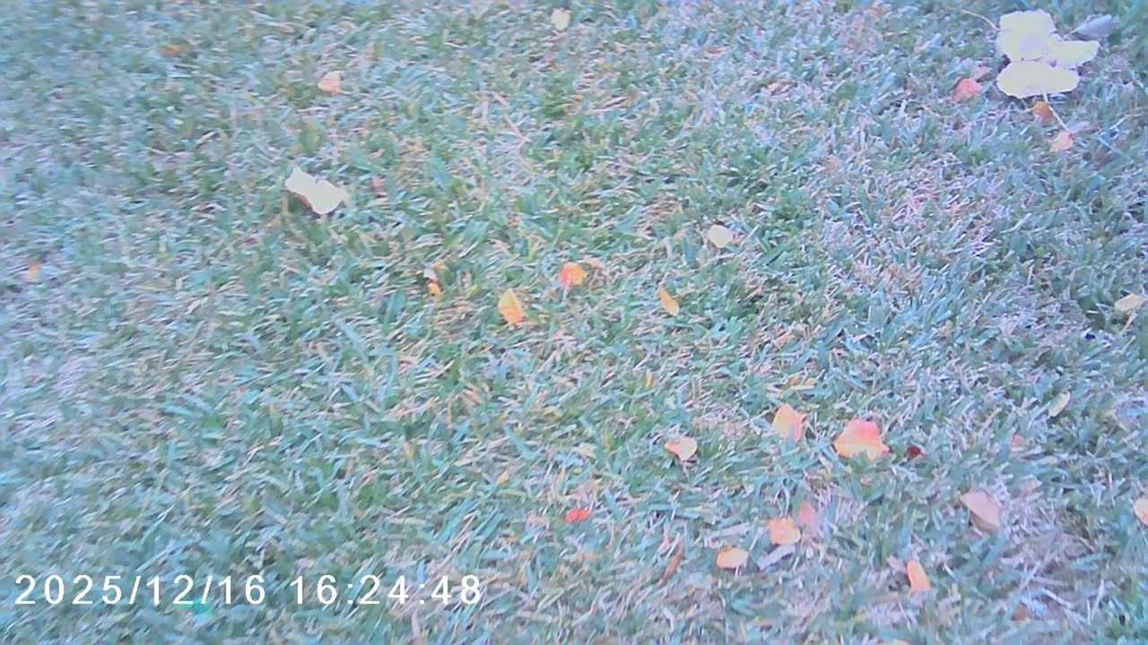 Foxaotic Vlogs S1 Ep.6-got new fur hand and new stuff